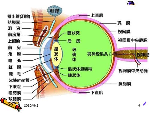 眼科领域三大协会齐呼吁  每天户外活动增加一小时